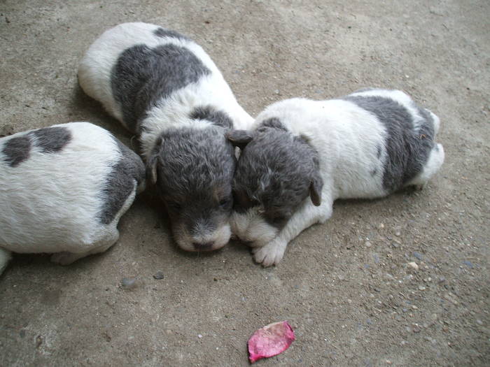 catei de fox terrier la cateva zile