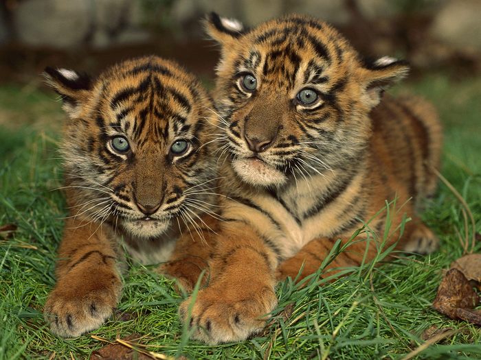Sumatran Tiger Cubs - Wallpapers Premium