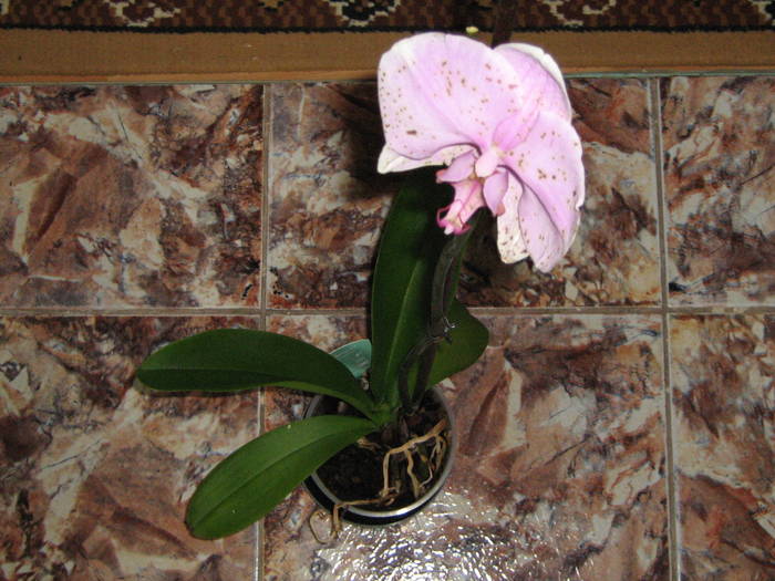 IMG_2000 - floricele