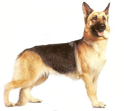 Dog German