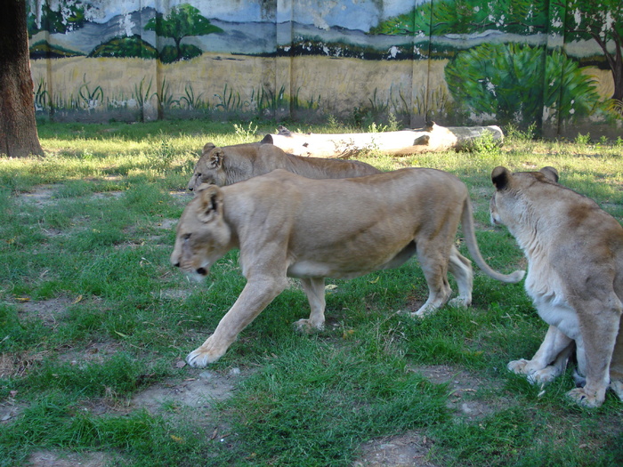Picture 010