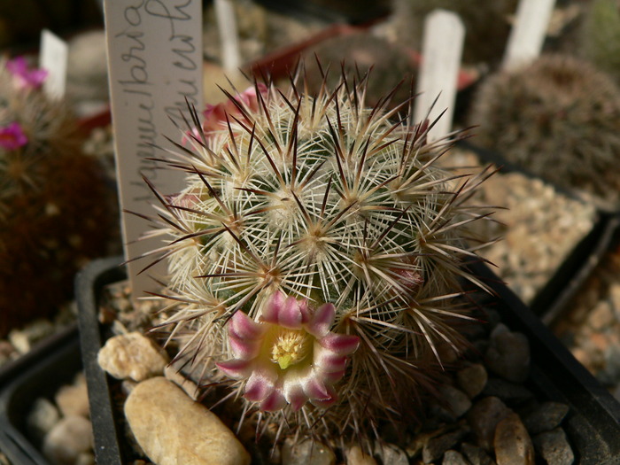 mammillaria_microhelia_pl2_fl