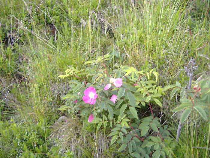 DSCF6139