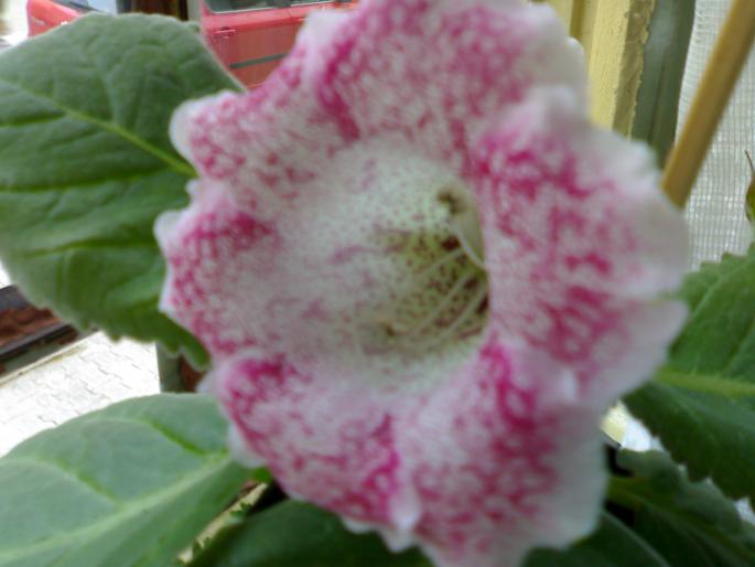 Tigrina Pink - Gloxinia 2008