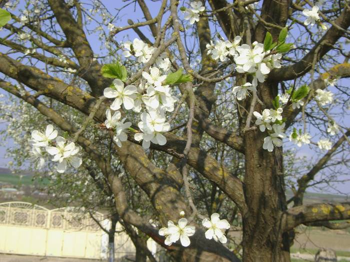 DSC02130 - in gradina - 2009