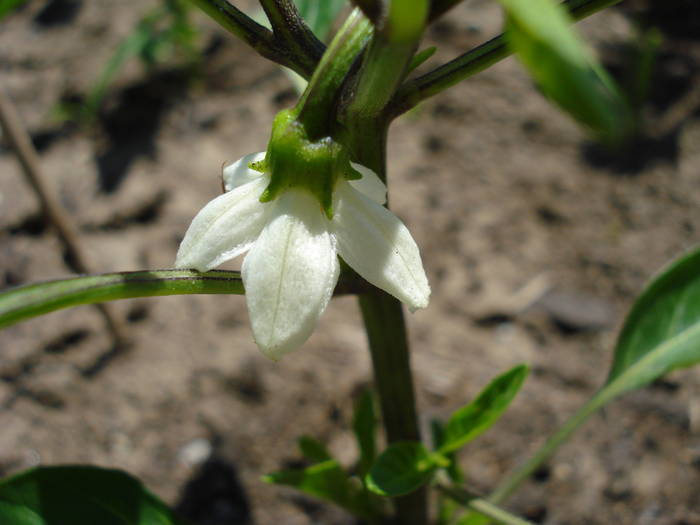 Piccante di Cayenna (2009, May 27) - Piccante di Cayenna Pepper