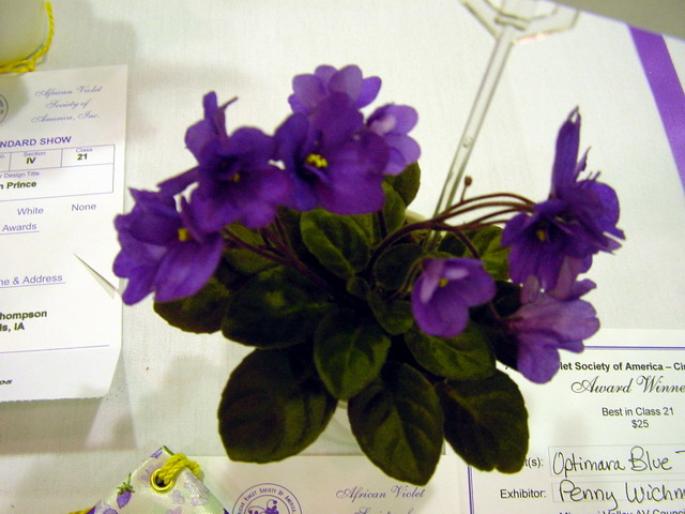 optimara_blue_topaz_2005avsa - violete de pe net 1