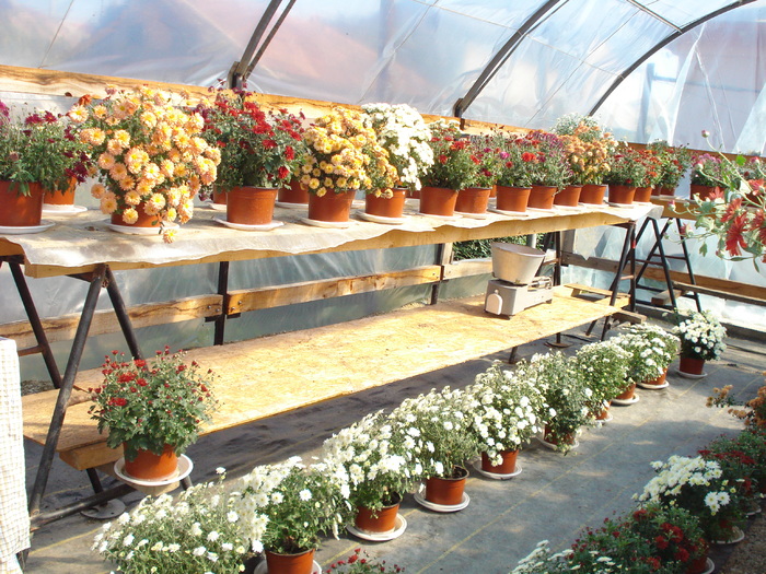 SERA VECINEI NOASTRE