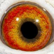 LEBOCIADYHHHACPDNHL - OCHII PORUMBEILOR