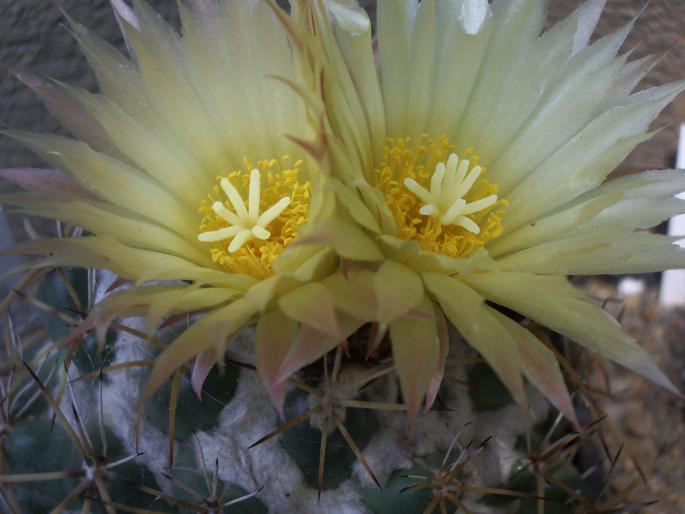 Coryphanta bumamma