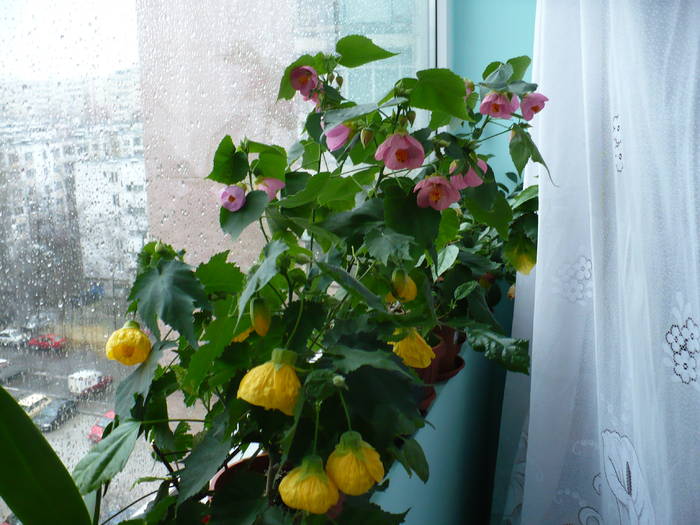 P1090570 - ABUTILONI