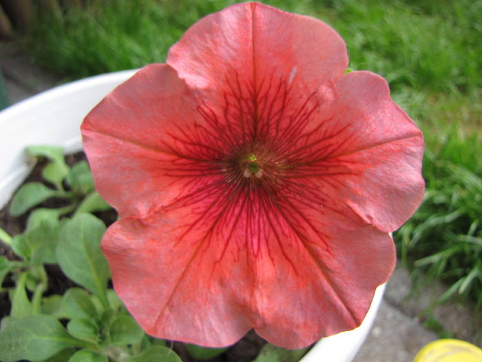 Petunie (din seminte) 23 iun 2009