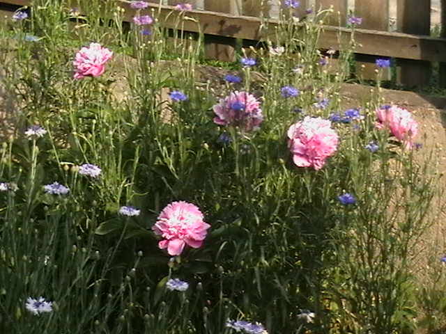 Picture 039
