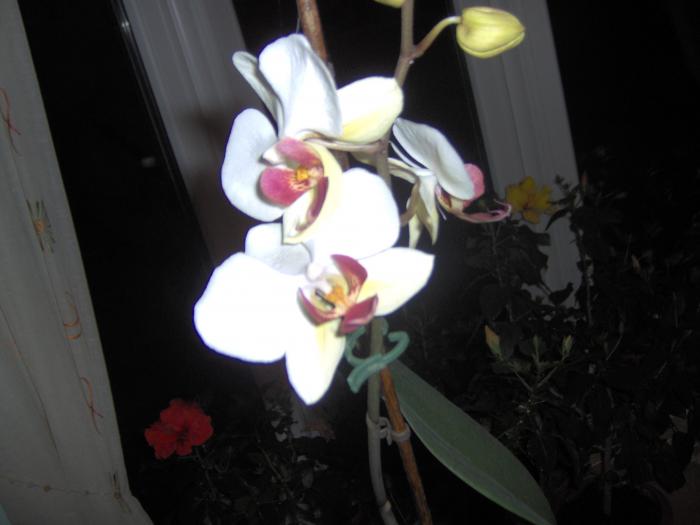 10.02.2009 - orhidee