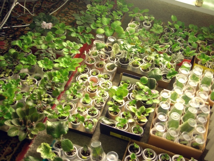 SG105563 - 2013 - Rafturi-Grup