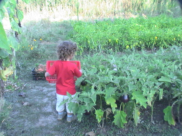 PIC_5626; Mergem sa culegem legume
