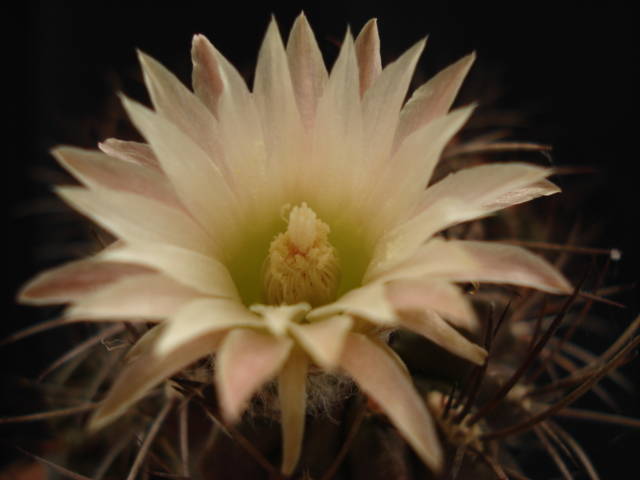 DSC08830 - Cactusi