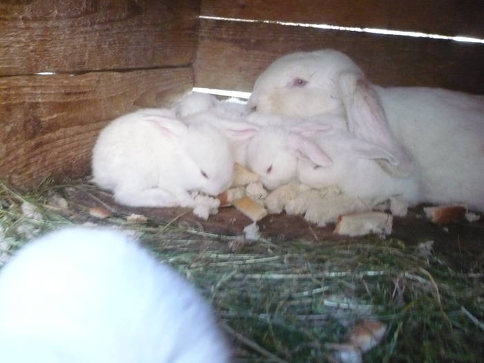 poze iepuri 2504 551 - femele cu pui din 1-10 iunie actuali