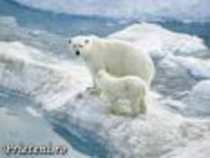 dgsdfgf - ursi polari