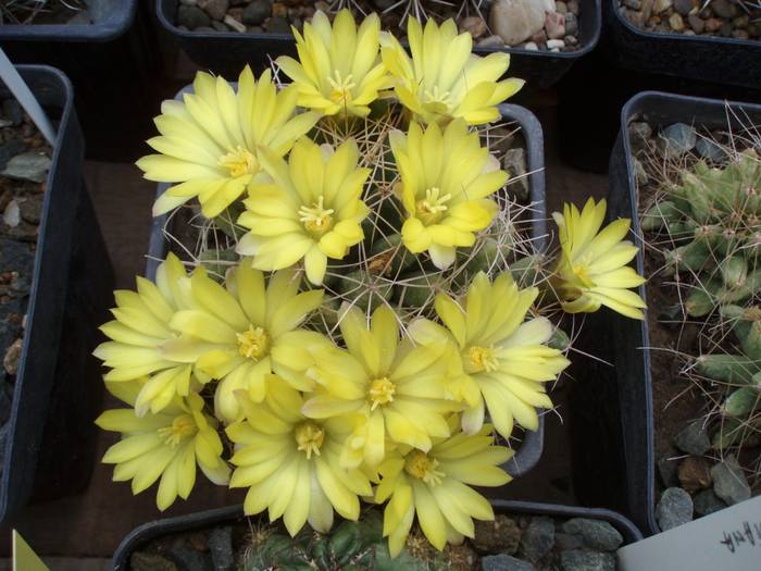Dolichothele sphaerica - Cactusi la Constanta
