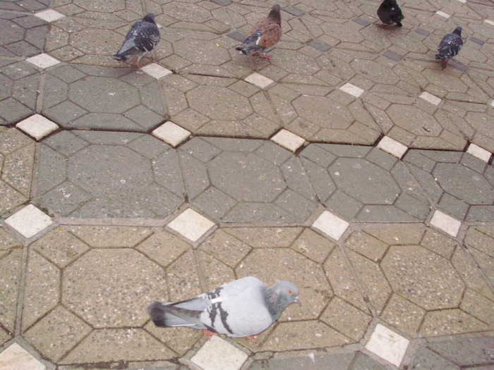 P9040080 - 18g Timisoara