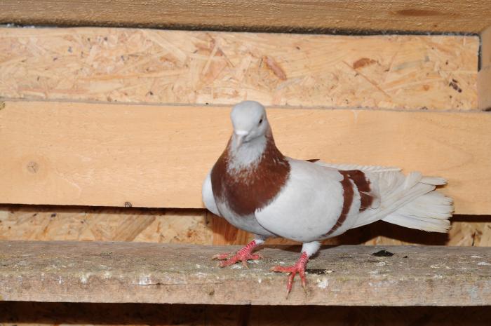 DSC_9898 - jucatori dublumotati calarasi 2008