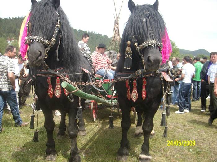 SANY0274 - cai la expozitie la Bucsoaia