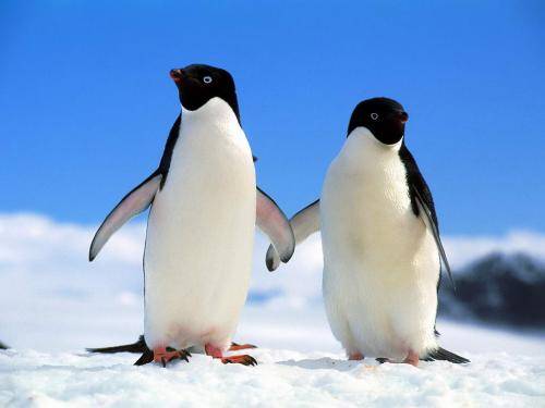 penguini - Animale
