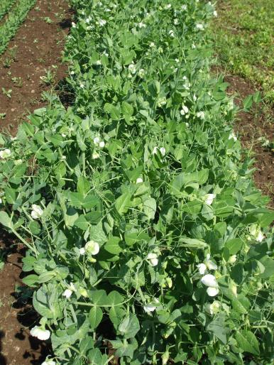 prima mazare - gradina