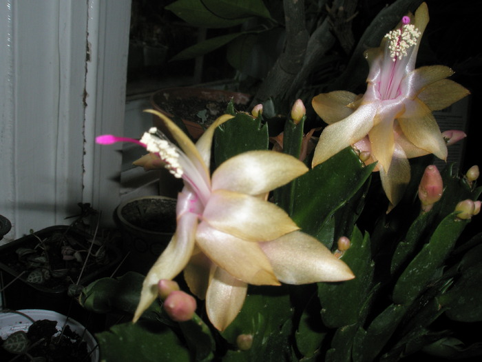 flori de Schumbergera - pistilul - Zygocactus si Schumbergera
