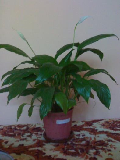 Spathi - Spathiphyllum 2009