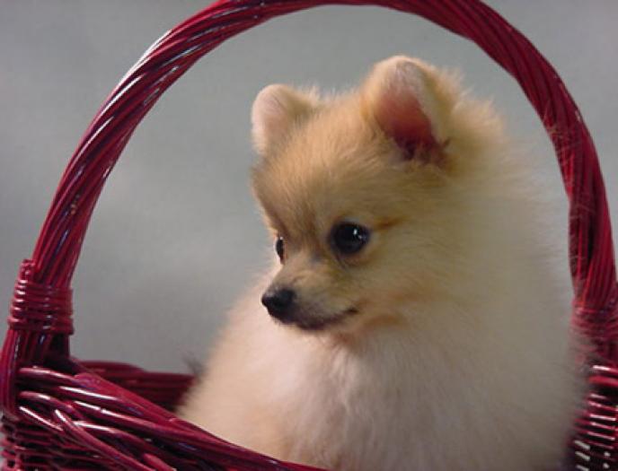 micutzul pomeranian in cosuletz