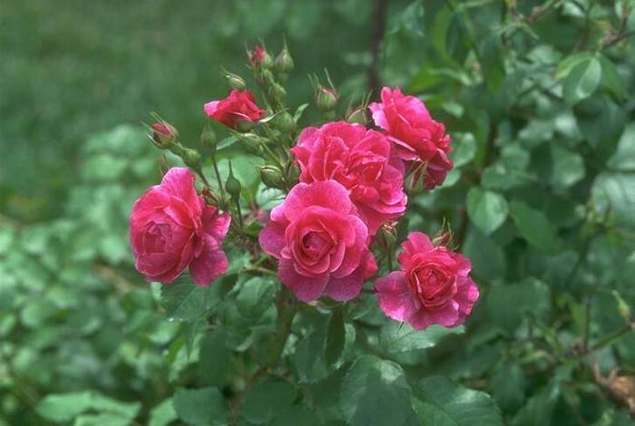 rose033 - Trandafiri