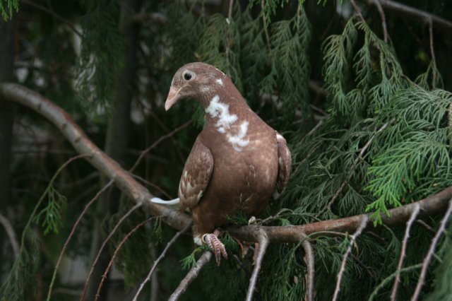 pigeons-karel meulemans-arendonk-BELGIA - meulemans karel -damen linda-arendonk-belgia