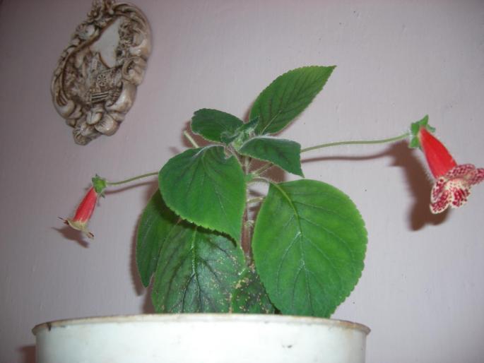 Kohleria