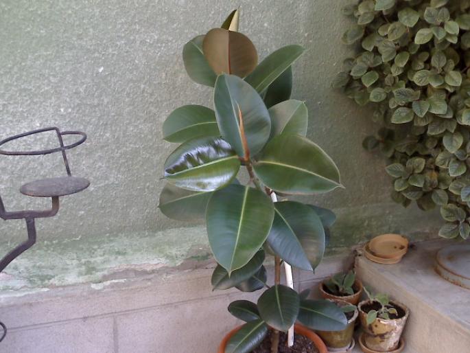 FICUS - FLORI 2008