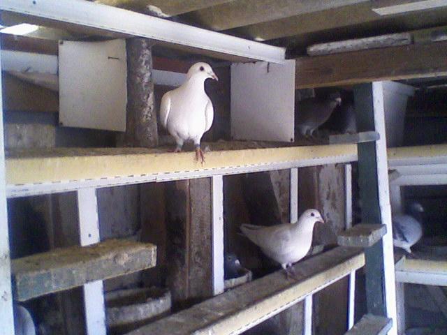 Fotografii-0052 - Porumbeii mei calatori