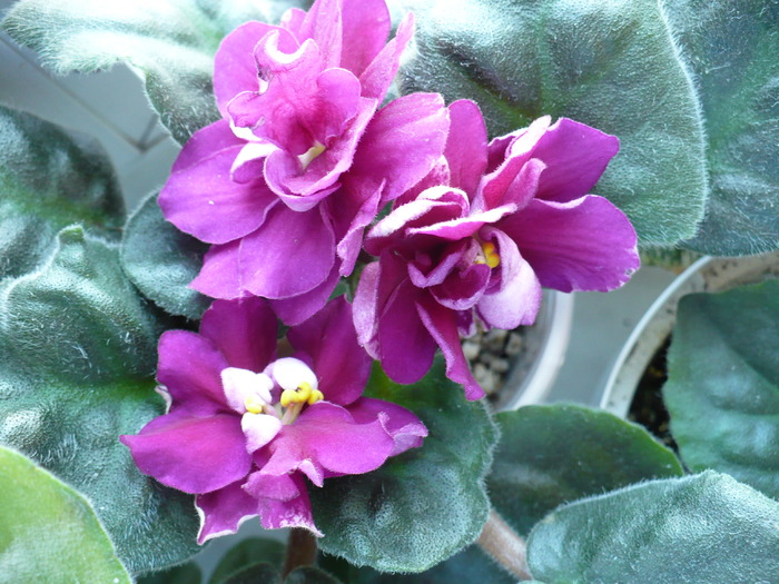 Ek Sachinia - Saintpaulia - violete de camera