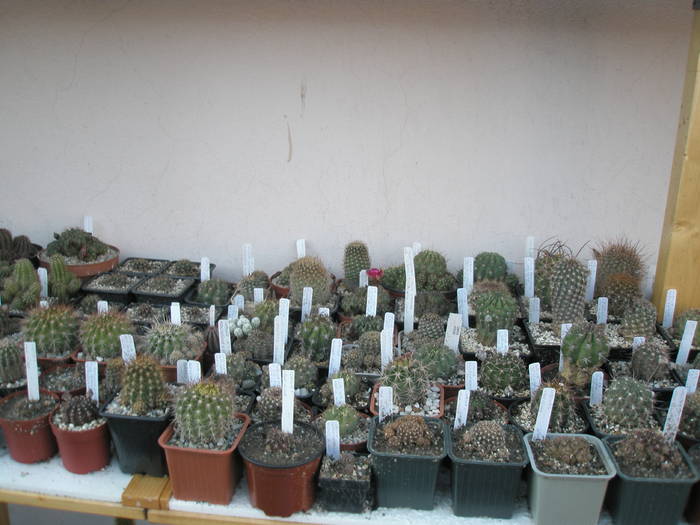 Lobivii - CACTUSI - ANUL 2009