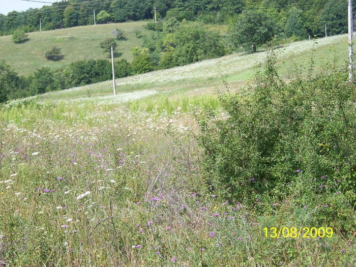 101_0323 - Marca 2