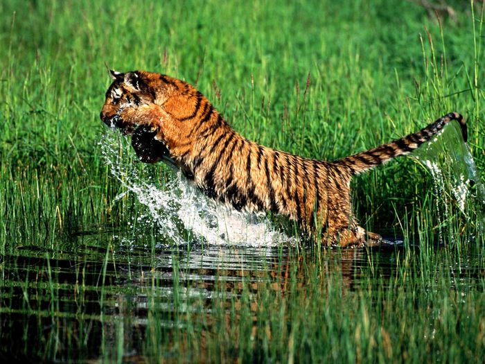 Splash, Bengal Tiger; Cele mai frumoase animale.
