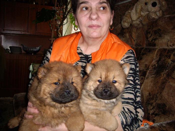 Chow-Chow - Chow-chow