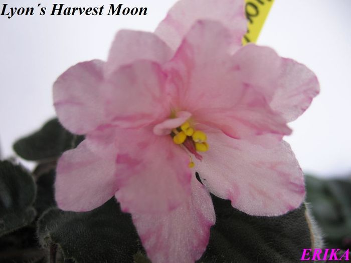 Lyon´s Harvest Moon 2009 jun 12 - Violete de colectie