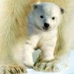 gdf - ursi polari