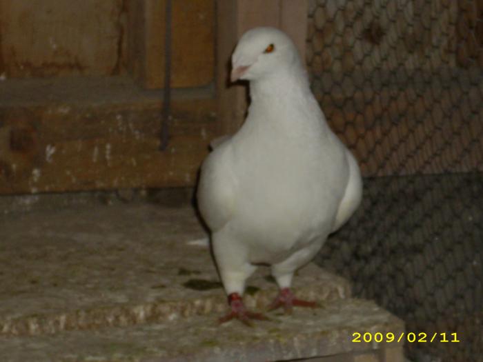 mascul 2007 - nastase