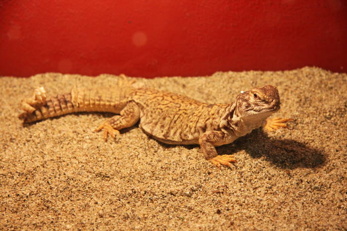 Expozitie reptile (Slatina)_03