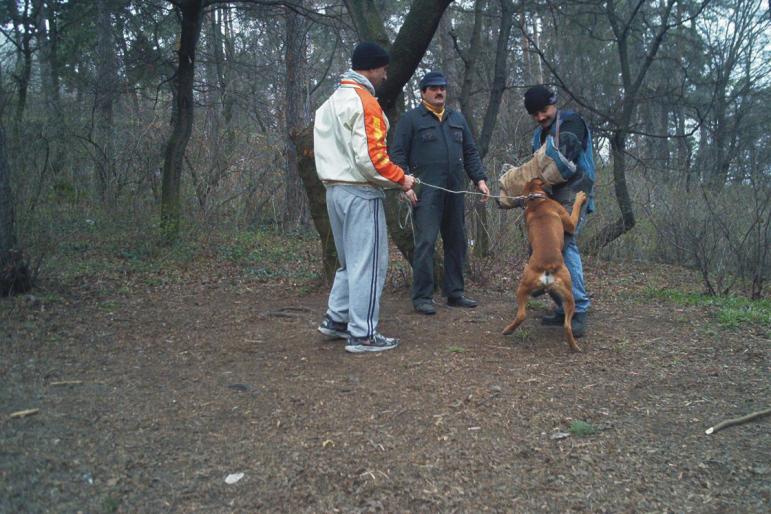 BILLY; BILLY BOXER DE 18 LUNI LA PAZA.
