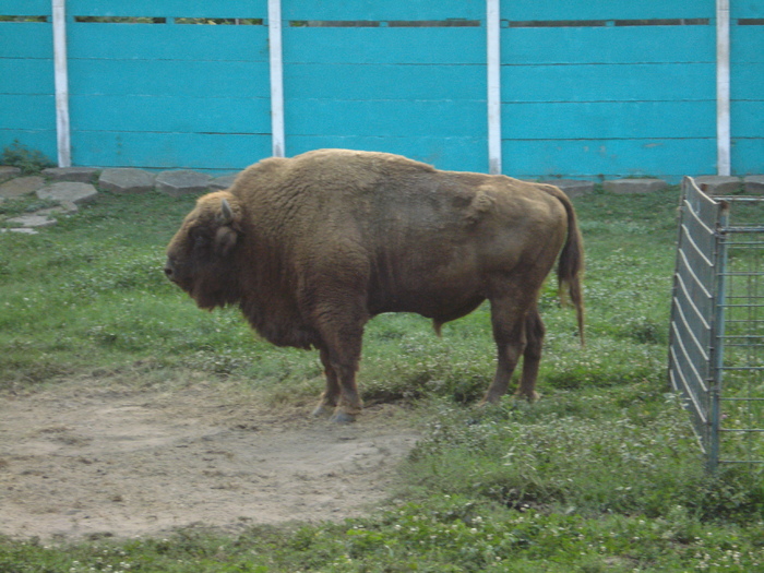 Picture 039 - zoo targoviste