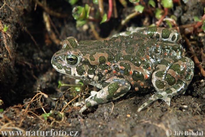 european-green-toad-25087 - broaste