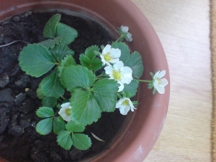  - Plantele mele 2009-2010